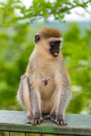 Photo for Portrait of Green Monkey - Chlorocebus aethiops, beautiful popular monkey from West African forests - Royalty Free Image