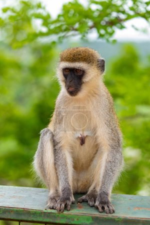 Téléchargez les photos : Portrait of Green Monkey - Chlorocebus aethiops, beautiful popular monkey from West African bushes and forests. - en image libre de droit