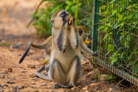 Photo for Green Monkey - Chlorocebus aethiops, beautiful popular monkey from West African forests. sits on the ground and eats a banana - Royalty Free Image