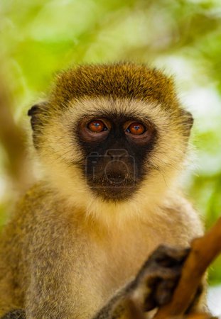 Photo for Portrait of Green Monkey - Chlorocebus aethiops, beautiful popular monkey from West African bushes - Royalty Free Image
