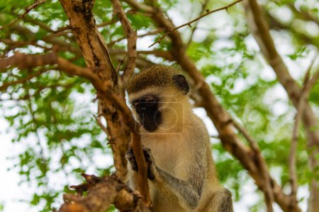 Téléchargez les photos : Portrait of Green Monkey - Chlorocebus aethiops, beautiful popular monkey from West African bush - en image libre de droit