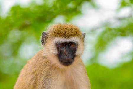 Photo for Portrait of Green Monkey beautiful popular monkey from West African bushes and forests. - Royalty Free Image