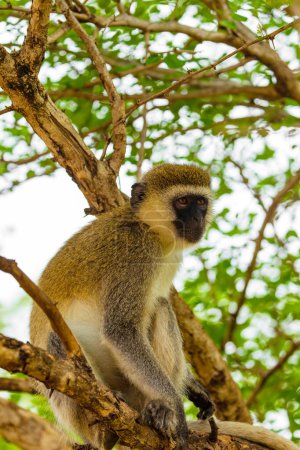 Téléchargez les photos : Portrait of Green Monkey - Chlorocebus aethiops, popular monkey from West African bushes and forests. - en image libre de droit