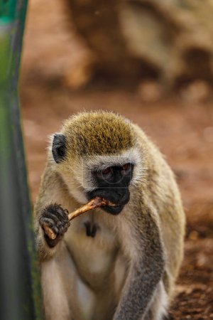 Photo for Very funny green monkey eating chicken bone. - Royalty Free Image