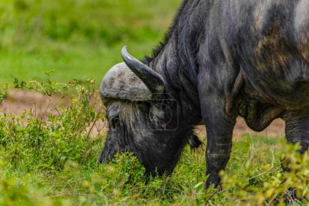 Téléchargez les photos : Grand buffle africain en milieu naturel dans le parc national africain de Ngorongoro - en image libre de droit