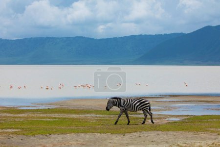 Photo for Zebra and wildebeests walking beside the lake in the Ngorongoro Crater, flamingos in the background - Royalty Free Image