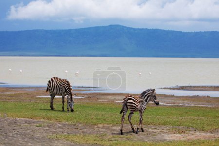 Photo for Zebra and wildebeests walking beside the lake in the Ngorongoro Crater, flamingos in the background in Tanzania - Royalty Free Image