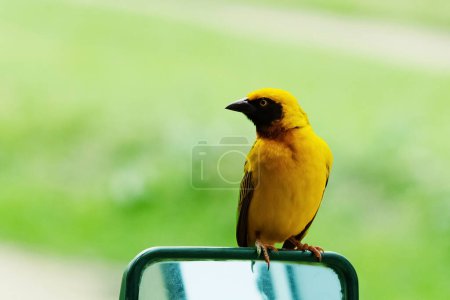 Téléchargez les photos : Africa, Tanzania, Ngorongoro Crater. Speke's weaver bird close-up looking at camera. small bright yellow bird with black wings and a black neck - en image libre de droit