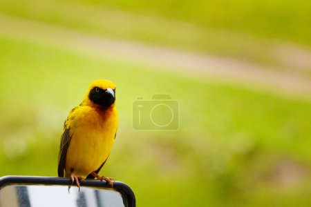 Téléchargez les photos : Africa, Tanzania, Ngorongoro Crater. Speke's weaver bird close-up looking at camera. small bright yellow bird with black wings and a black neck - en image libre de droit