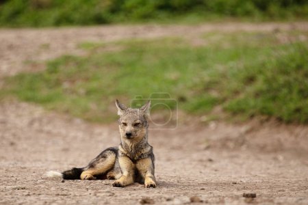 Téléchargez les photos : Chacal rayé se trouve sur le chemin de l'animal, regarde extrêmement près de la caméra. Savane africaine, parc national du Ngorongoro. gros plan - en image libre de droit