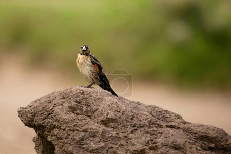 Foto de Un pequeño marrón con una mancha roja en el ala, un pájaro africano se sienta en una piedra y mira a la cámara. Muy cerca. - Imagen libre de derechos