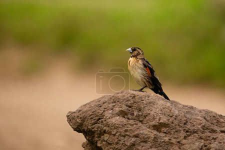 Foto de Un pequeño marrón con una mancha roja en el ala, un pájaro africano se sienta en una piedra y mira a la cámara. Muy cerca. - Imagen libre de derechos
