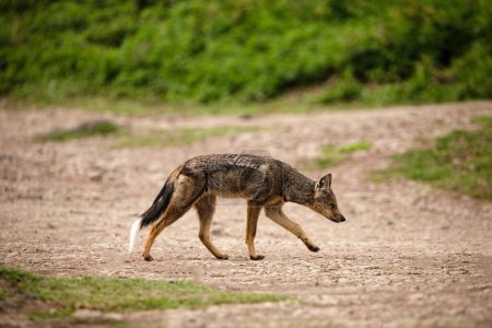 Téléchargez les photos : Chacal rayé marche le long du sentier animal, vue latérale, tête baissée, regardant vers le bas. Savane africaine, parc national du Ngorongoro - en image libre de droit