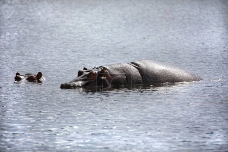 Foto de Two large adult hippos are swimming very close on the lake and looking at the camera. seen in detail. Africa, Tanzanian nazional park Ngorongoro - Imagen libre de derechos