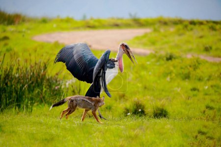 Téléchargez les photos : Very fanny a large marabou walks with the jackal on a green meadow. Africa, Ngorongoro reserve - en image libre de droit