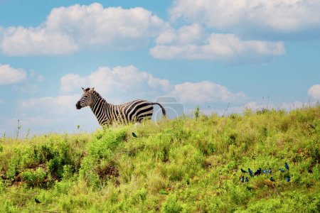 Photo for Mountain Zebra (Equus zebra) standing in grassland on mountain and lookind forward, Ngorongoro National Park, South Africa - Royalty Free Image
