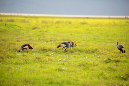Téléchargez les photos : Oriental Crowned Crane walks very close on the green grass. Africa, Ngorongoro - en image libre de droit