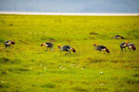 Téléchargez les photos : Le groupe de la Grue Couronnée Orientale marche très près sur l'herbe verte. Afrique, Ngorongoro - en image libre de droit