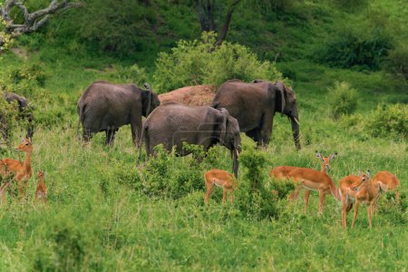 Photo for A herd of elephants and antelopes nearby in the wild against the backdrop of a tropical forest - Royalty Free Image