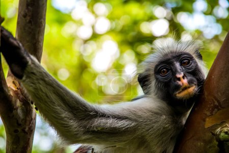 Téléchargez les photos : Singe sauvage assis sur un arbre dans la nature sauvage de la jungle africaine à Zanzibar et regarde dans la caméra. Gros plan
. - en image libre de droit