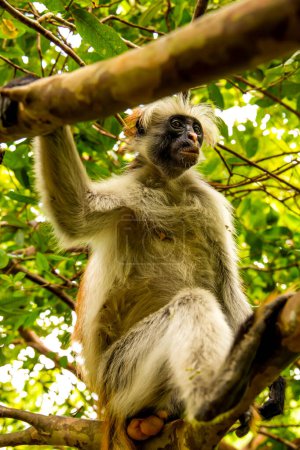 Téléchargez les photos : Singe sauvage assis sur un arbre dans la nature sauvage de la jungle africaine à Zanzibar et regarde dans la caméra. Gros plan
. - en image libre de droit
