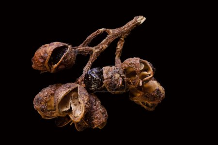 Téléchargez les photos : Super macro shot fond alimentaire de l'indonésien andaliman coquille de baies de poivre sauvage isolé très près en détail sur noir - en image libre de droit