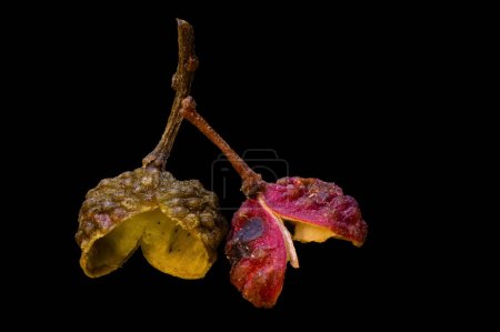 Close up Sichuan pepper on isolated on white background (szechuan pepper)