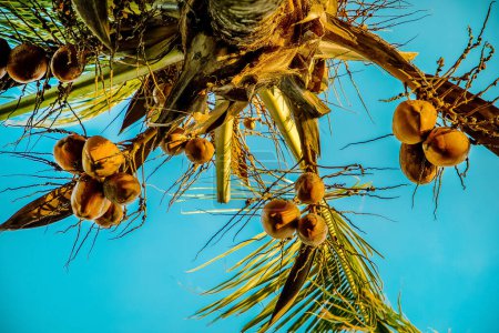 Photo for Top of a coconut tree bottom view with ripe gold coconuts and large green leaves against a blue cloudless sky in fine in the tropics in Africa - Royalty Free Image
