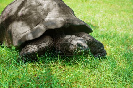 Téléchargez les photos : Giant tortoise (tortuga) on the Galapagos Islands close up in the grass - en image libre de droit