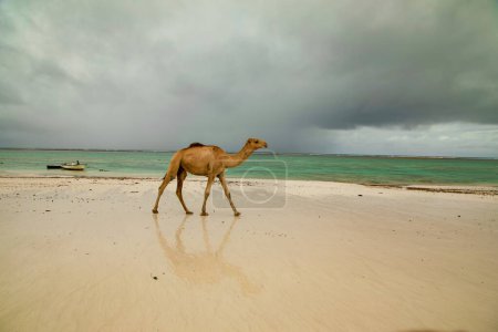Photo for Camel walking at the beach in Diani Beach - Galu Beach - in Kenya, Africa - Royalty Free Image