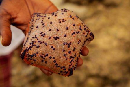 Photo for Cushion Sea Star on the mans palm - Royalty Free Image