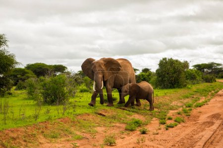 Foto de Elefante africano con bebé elefante en la naturaleza en la sabana en África. - Imagen libre de derechos