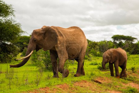 Téléchargez les photos : Éléphant d'Afrique avec bébé éléphant à l'état sauvage dans la savane en Afrique. - en image libre de droit