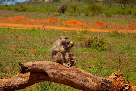 Téléchargez les photos : Famille de babouins d'olive africains avec bébé très proche dans la nature au Kenya - en image libre de droit