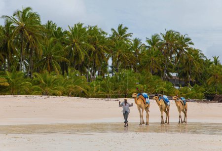 Foto de Playa Diani, Mombasa, Kenia. 14 Octubre 2019. hermosa zona turística con una piscina y acogedoras casas blancas y árboles tropicalesConduce a sus camellos a lo largo del océano - Imagen libre de derechos