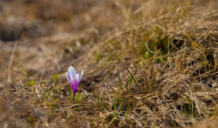 Photo for Lonely crocus flower in last year/s dry grass on a sunny day close up - Royalty Free Image