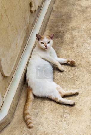 Photo for Street cat sleeping on the ground. - Royalty Free Image