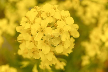 hermoso campo de colza floreciente amarillo brillante
