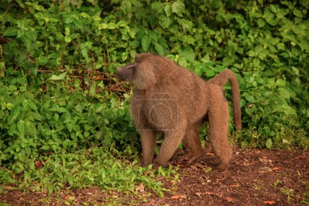 Photo for The olive baboon (Papio anubis) called the Anubis baboon of the family Cercopithecidae Baboon in Tanzania. Fanny family - Royalty Free Image