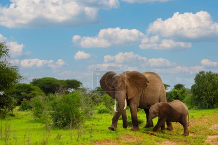 Téléchargez les photos : Femme éléphant et son bébé marchant dans le parc national d'Amboseli en Afrique - en image libre de droit