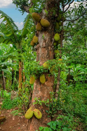 Photo for African summer fruits named Jackfruit scientific name Artocarpus heterophyllus Jackfruit hanging on jackfruit tree. Close up - Royalty Free Image