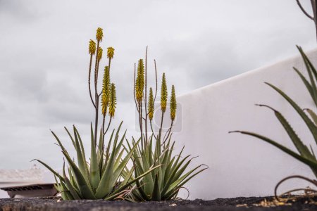 Téléchargez les photos : Floraison aloe vera plante utilisée pour la médecine cosmétique soins de la peau Îles Canaries, Espagne. Concept de plante cosmétique saine - en image libre de droit