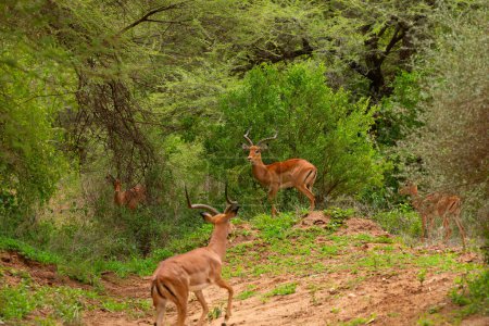 Téléchargez les photos : Un petit troupeau de gazelles dans leur environnement naturel dans une réserve en Afrique. Voyage et animaux africains concept de fond - en image libre de droit