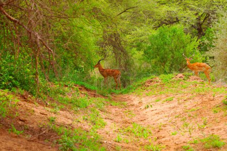 Téléchargez les photos : Un petit troupeau de gazelles dans leur environnement naturel dans une réserve en Afrique. Voyage et animaux africains concept de fond - en image libre de droit