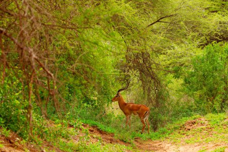 Foto de Una pequeña bandada de gacelas en su entorno natural en una reserva en África. Viajes y animales africanos concepto de fondo - Imagen libre de derechos