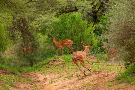 Foto de Una pequeña bandada de gacelas en su entorno natural en una reserva en África. Viajes y animales africanos concepto de fondo - Imagen libre de derechos