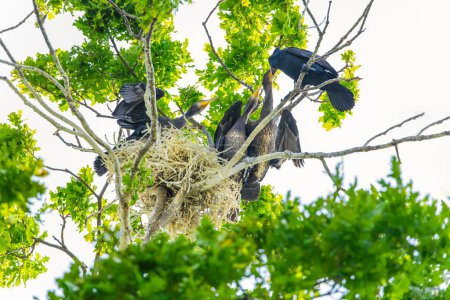 Photo for Great cormorant, Phalacrocorax carbo black shag black cormorant family in tree nest. Berlin zoo - Royalty Free Image