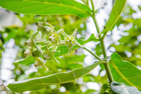 Foto de Flor del cloce-up Calotropis gigantea hoja borrosa detrás de la planta, creciendo en Sri Lanka. Auverda Concepto médico y de jardín - Imagen libre de derechos