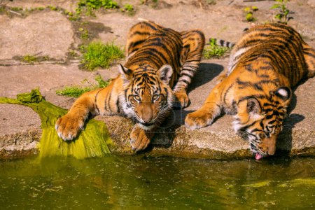 Foto de Dos cachorros de tigre jugando en la orilla de un arroyo. Animales de naturaleza grande y salvaje en concepto de zoológico - Imagen libre de derechos
