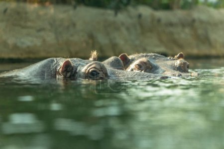 Téléchargez les photos : Hippopotame commun amphibie grand mammifère herbivore semi-aquatique. dans l'eau les yeux très proches, en regardant la caméra. Contexte naturel et animaux sauvages dans le concept de zoo - en image libre de droit